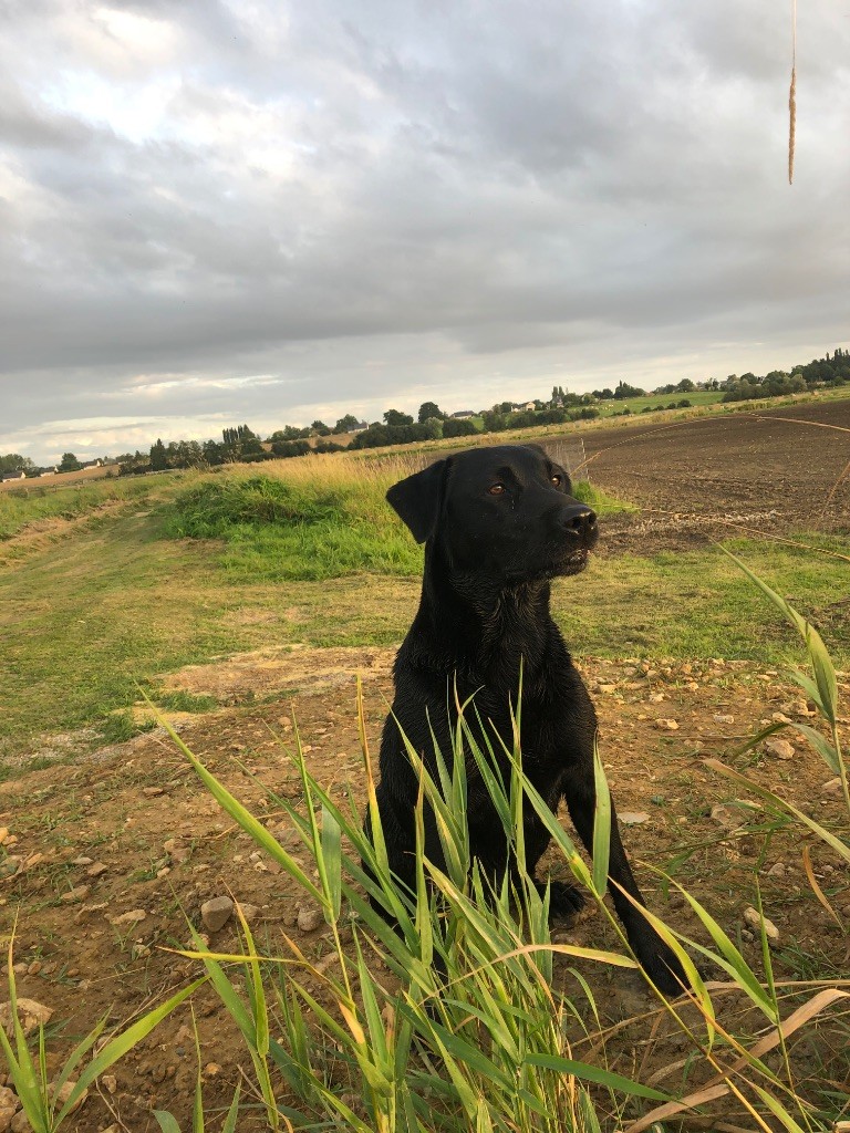 Noisette de ma campagne doree