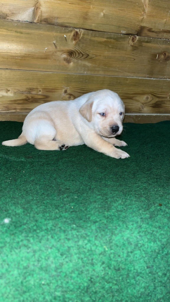 Des Roseaux Normands - Chiot disponible  - Labrador Retriever