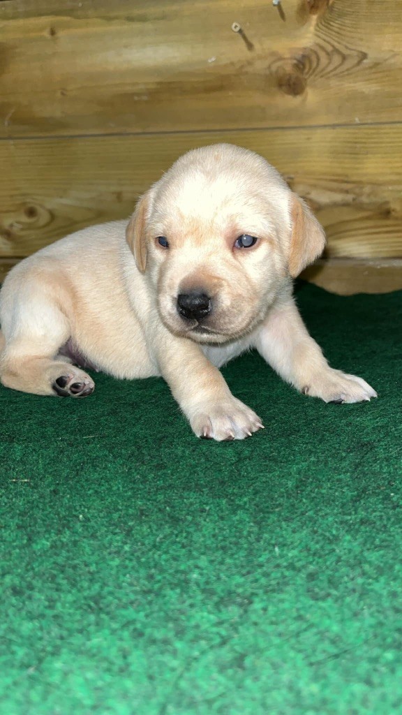 Des Roseaux Normands - Chiot disponible  - Labrador Retriever