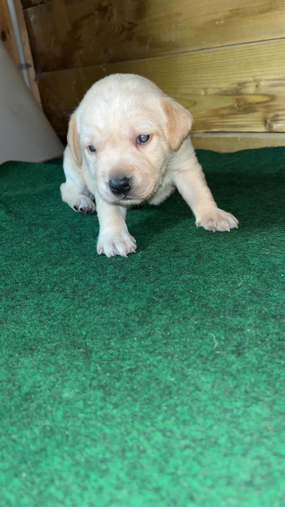 Des Roseaux Normands - Chiot disponible  - Labrador Retriever