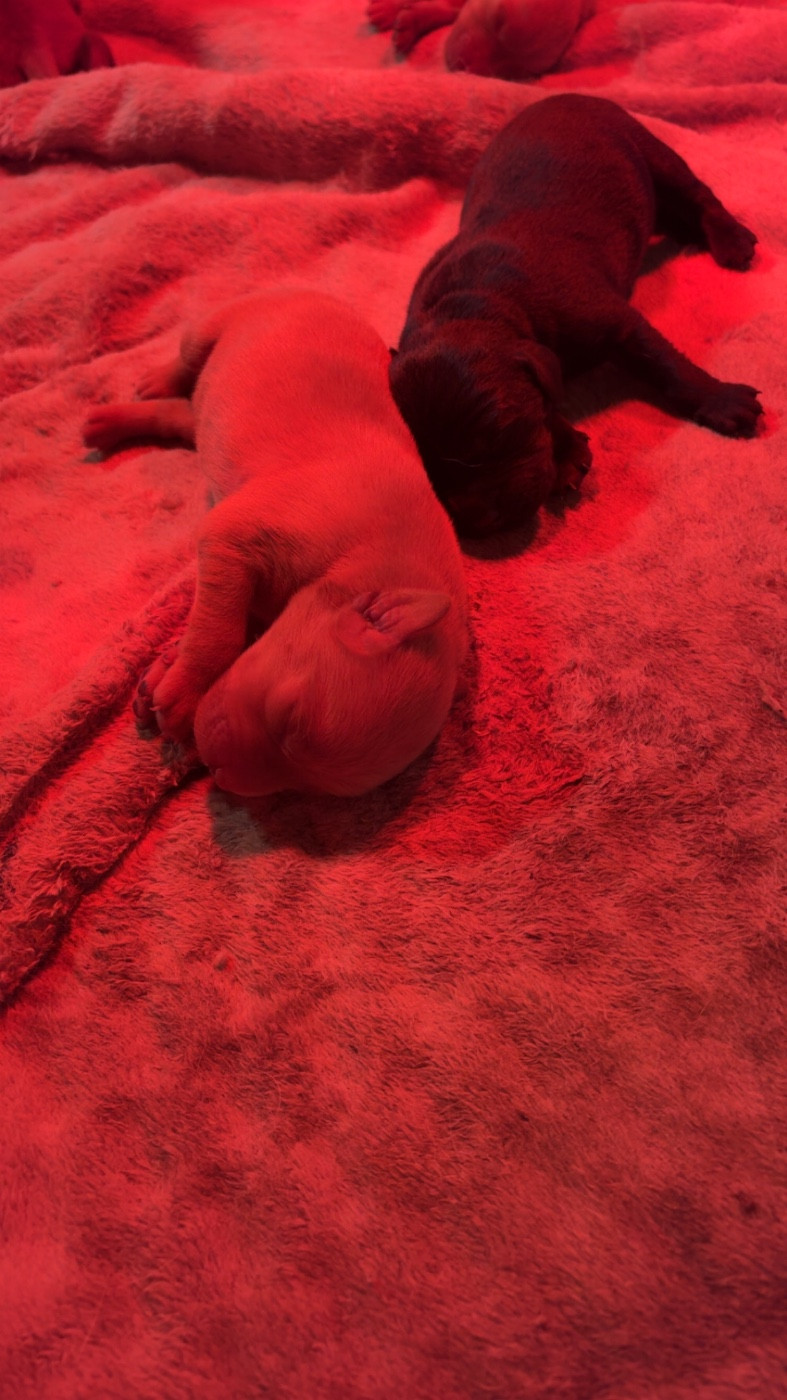 Des Roseaux Normands - Chiots disponibles - Labrador Retriever