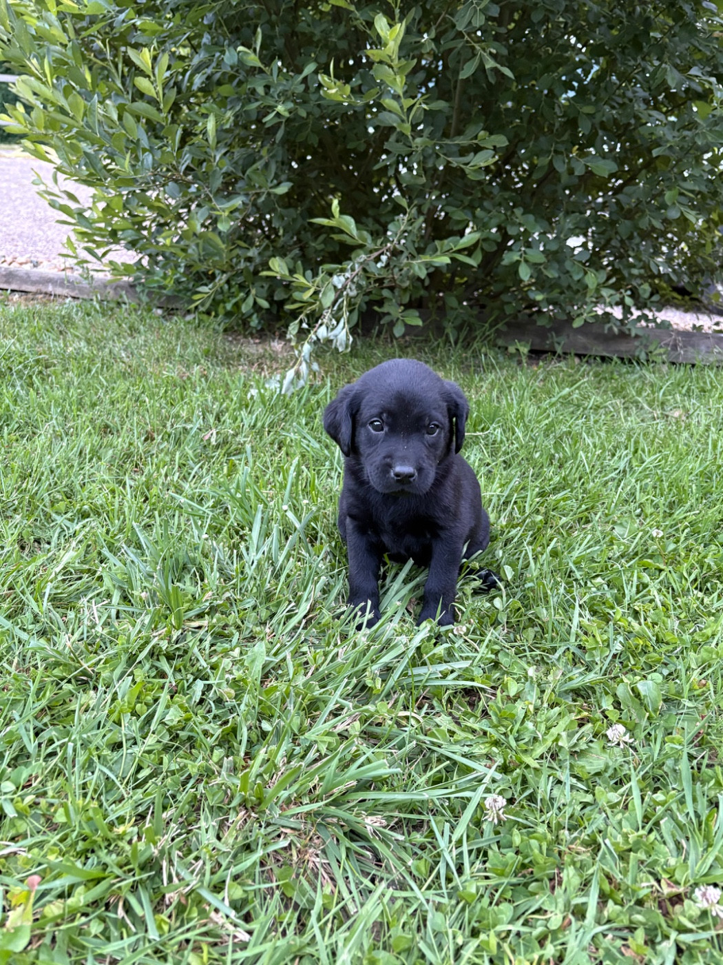 Des Roseaux Normands - Chiots disponibles - Labrador Retriever