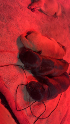 CHIOT 8
