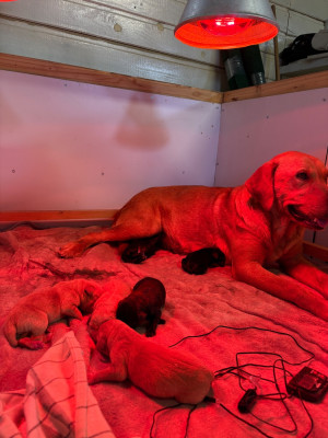 CHIOT 7