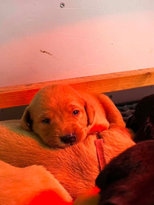CHIOT 9